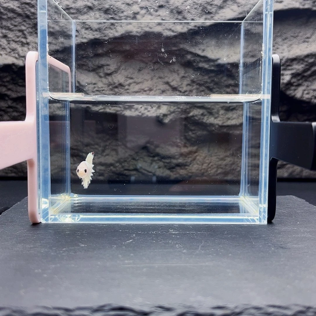 海水宙斯斗鱼竞拍09-15