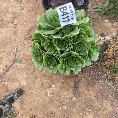 417绿羊绒不包断枝