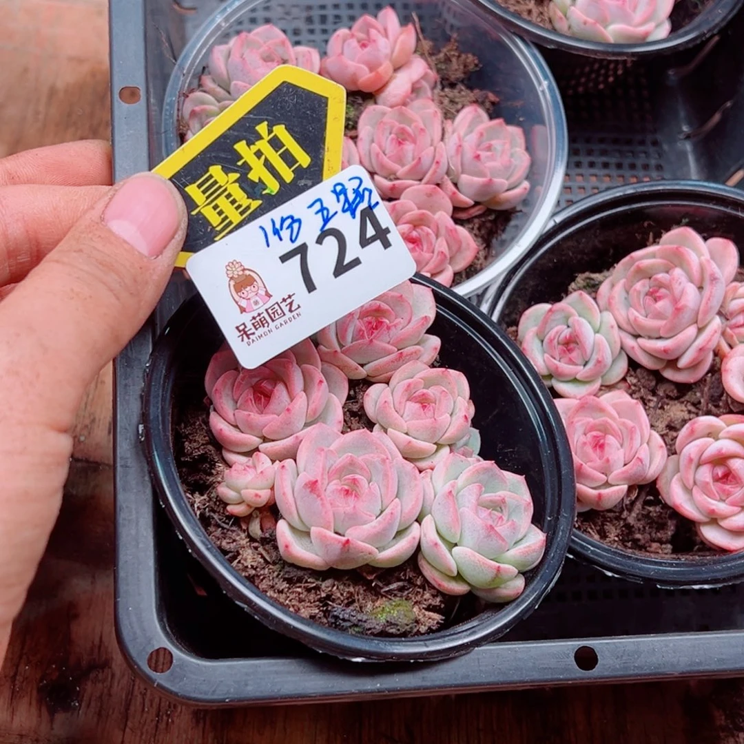 多肉植物多肉植物