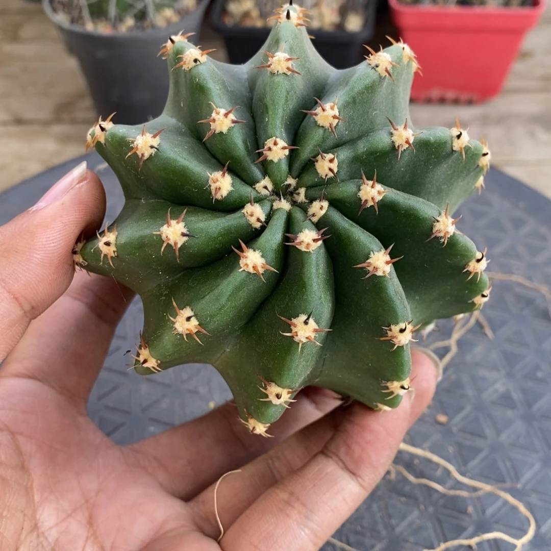 粉花短毛丸脱土发货