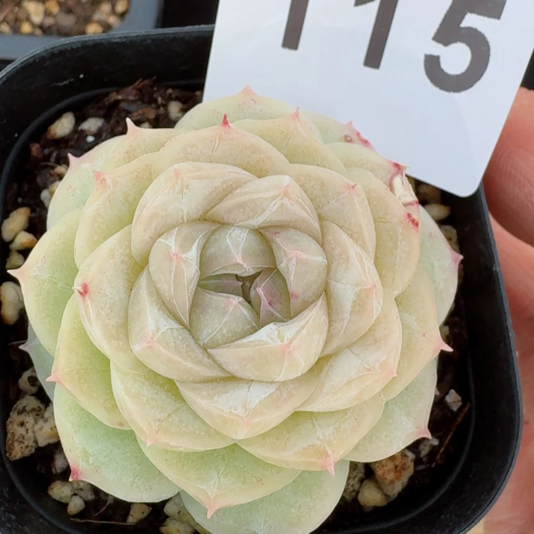 白宫      愿你一路坦途，乘风破浪展宏图