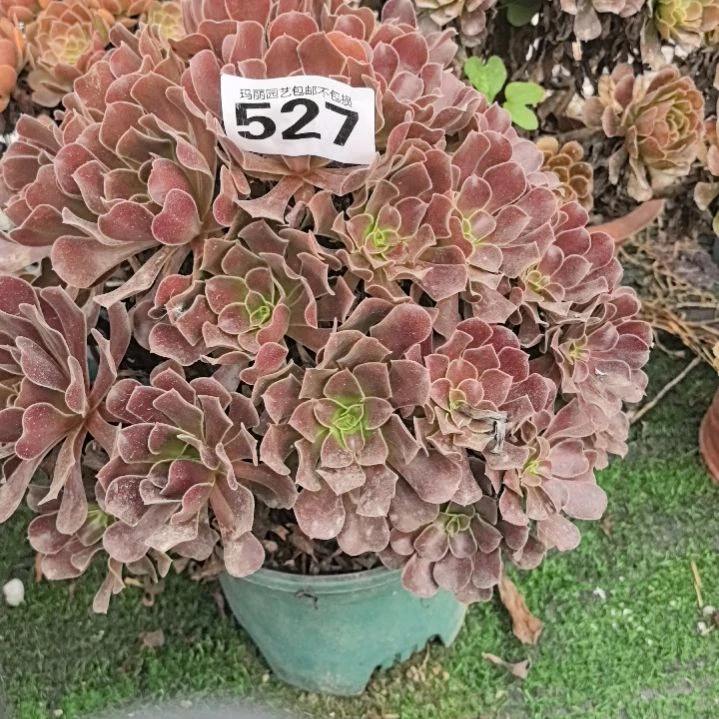 527欧紫花花花花外卖
