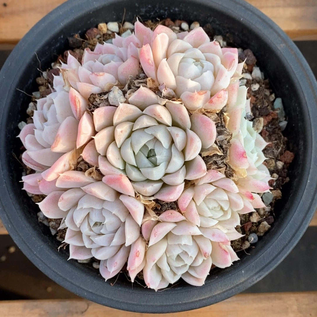 精品多肉一物一拍65