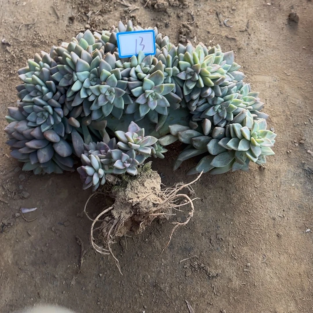 13号淡雪缀化一物拍