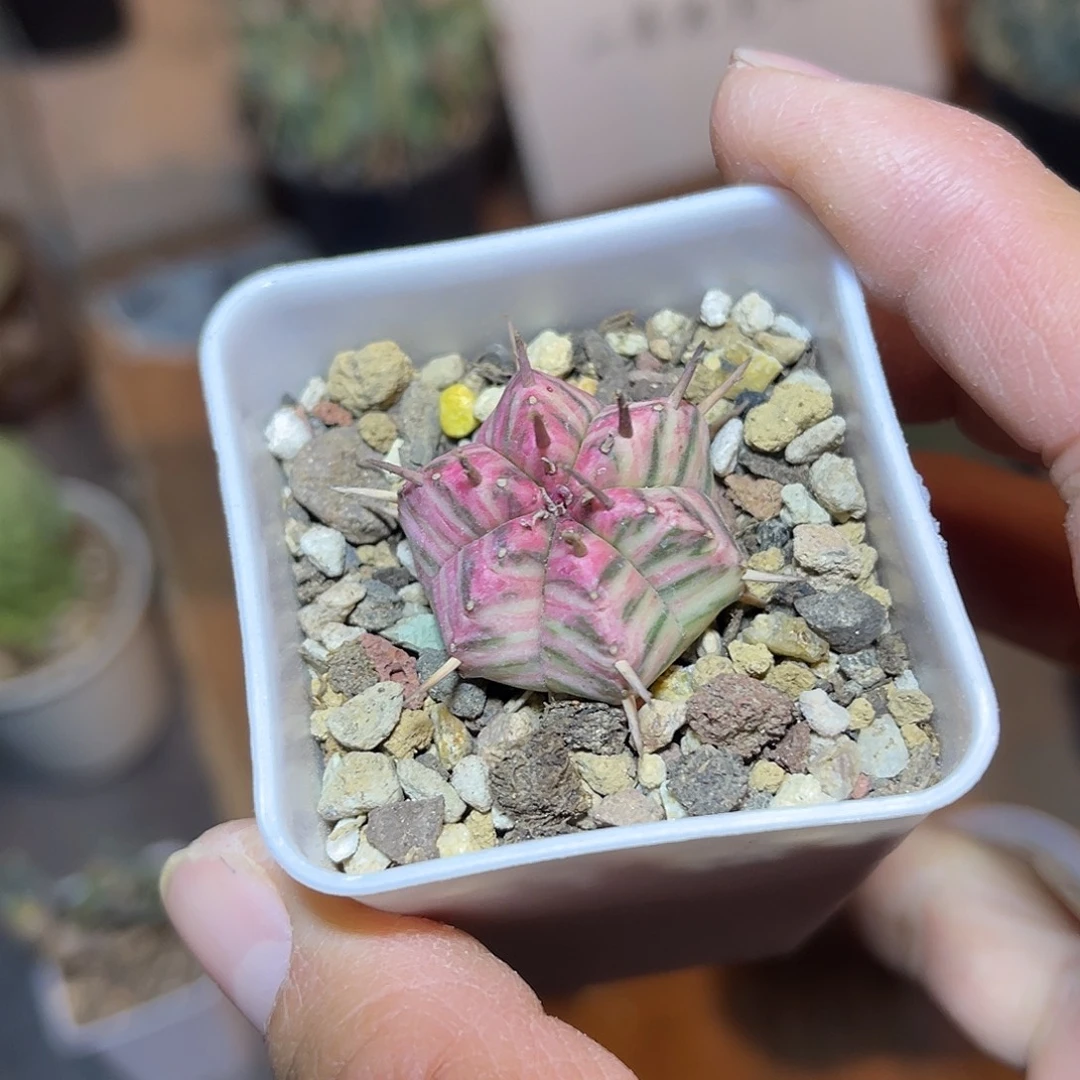 斑马大戟锦一物一拍