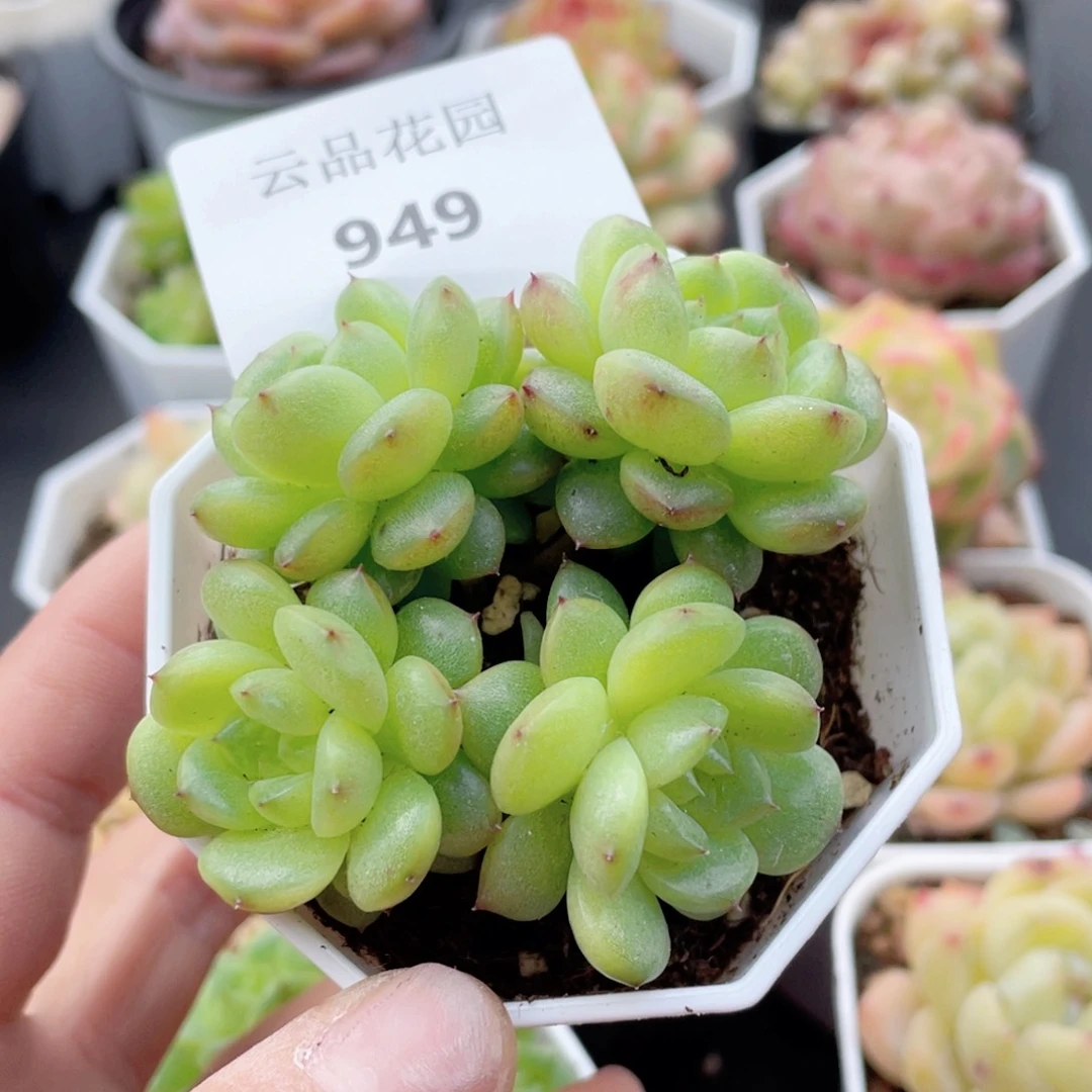 仓*949号糖心冰心珍妮