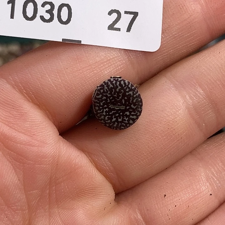 1030-27-超墨福利脱土。