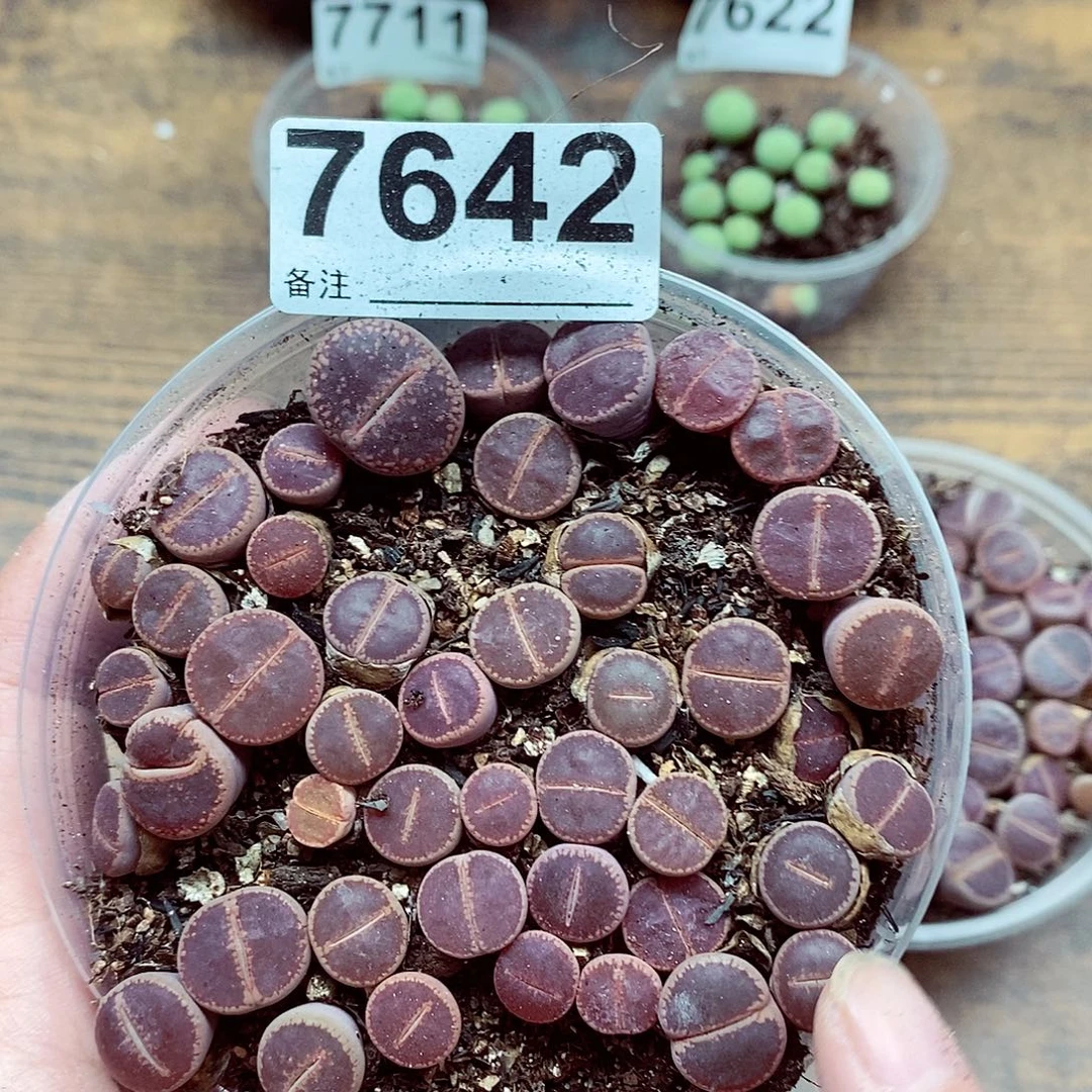 7642开欧啦啦啦来