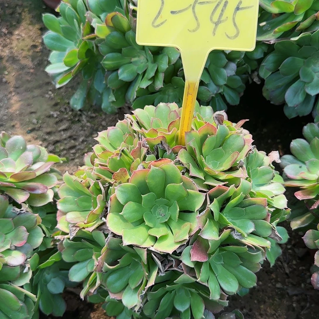 2-545---多头多肉植物