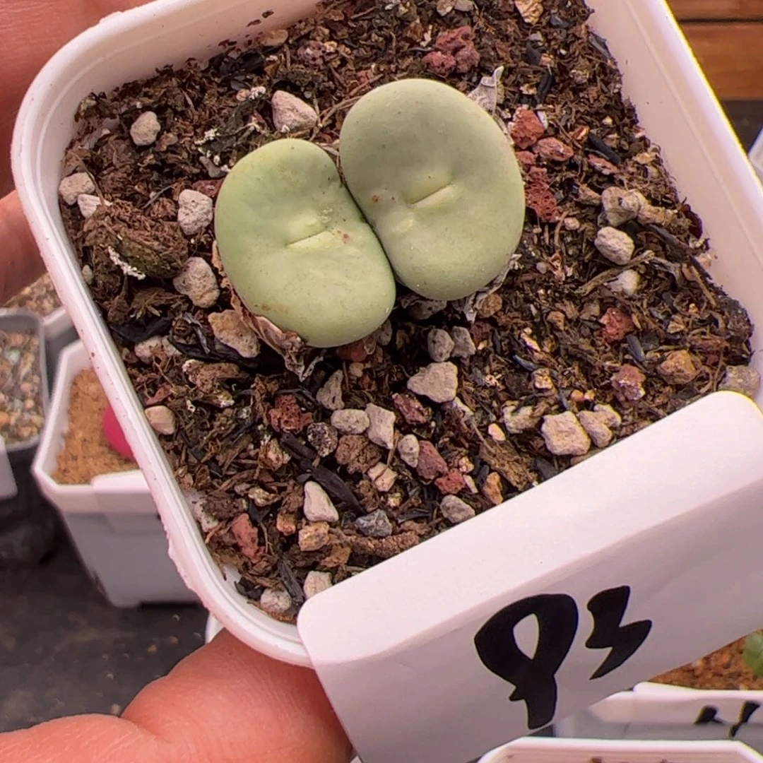 6.18嘟嘟嘴多肉植物93