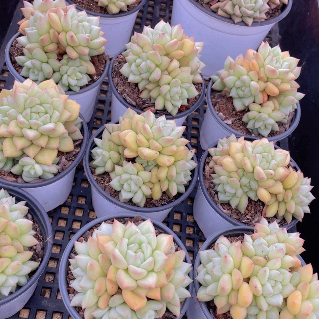 量拍41号 黄金象牙大群生一个