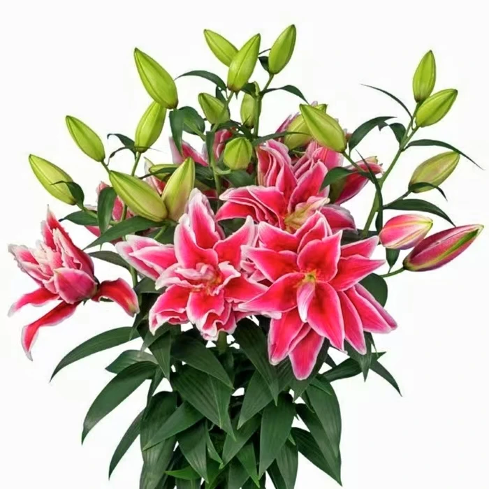 四季可种《吉拉16/18》进口1颗重瓣香水百合