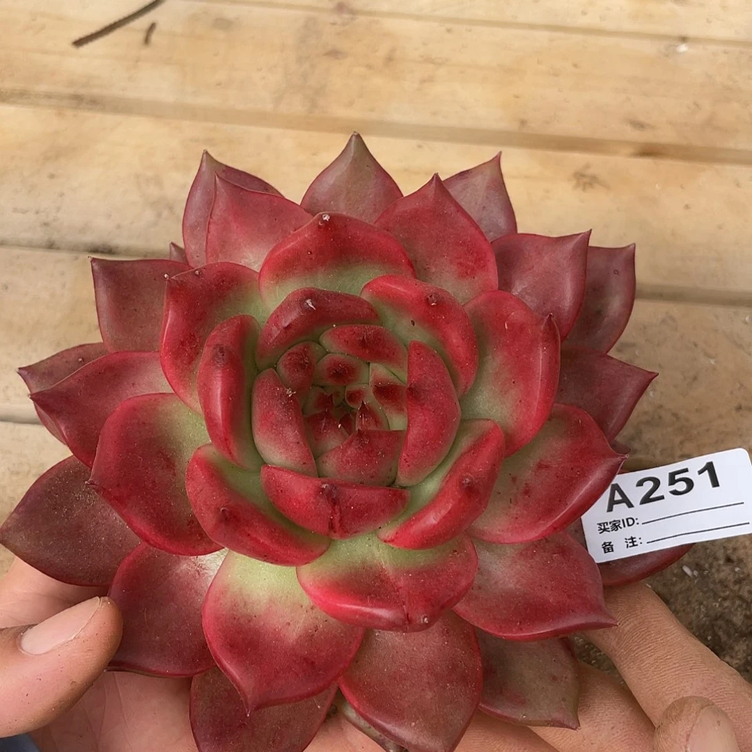 若如东云单拍A251