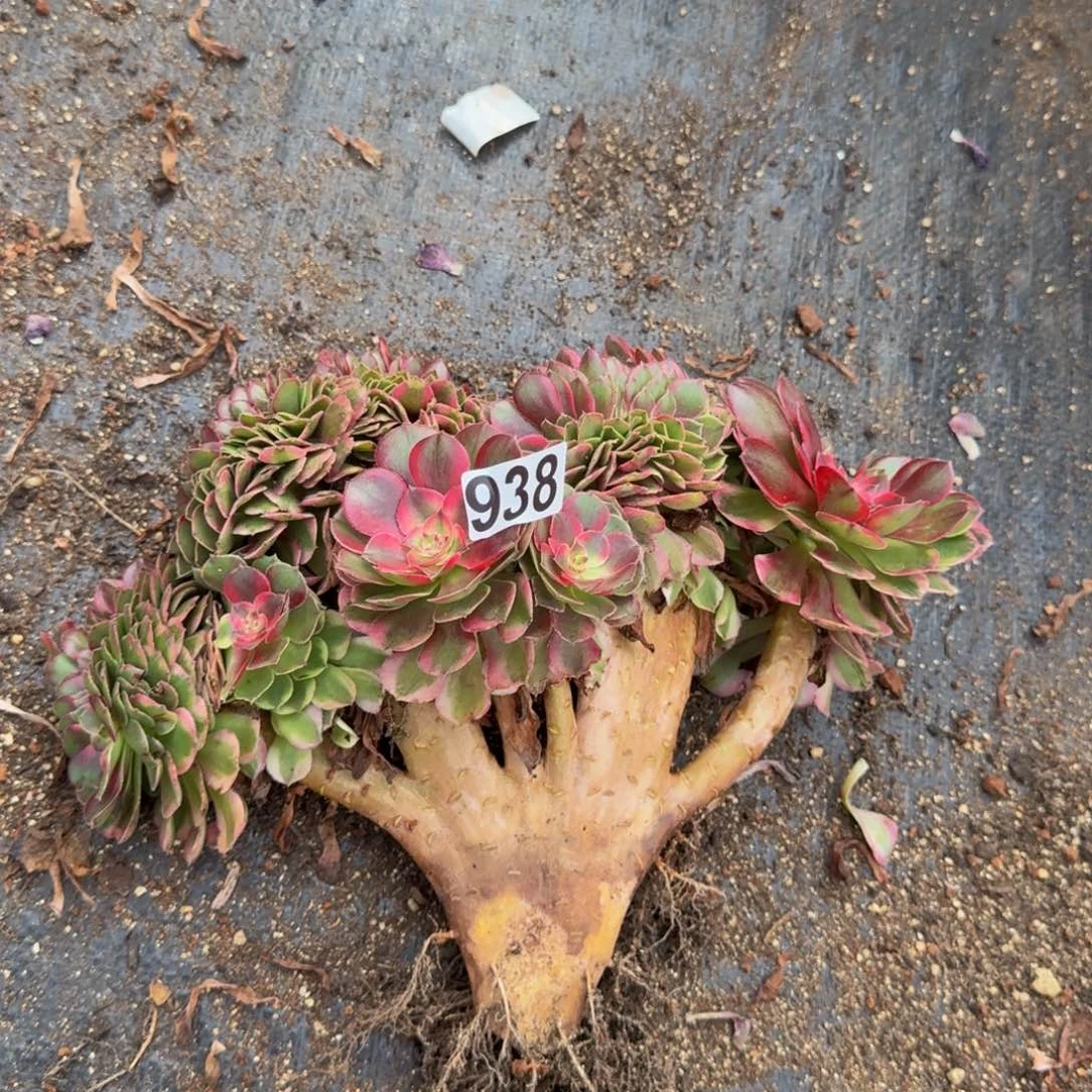 938多肉植物荔枝缀