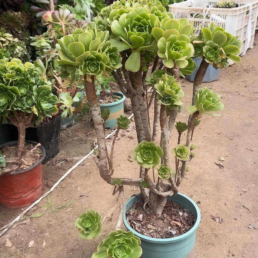 红陶哈哈哈哈哈哈哈哈哈哈