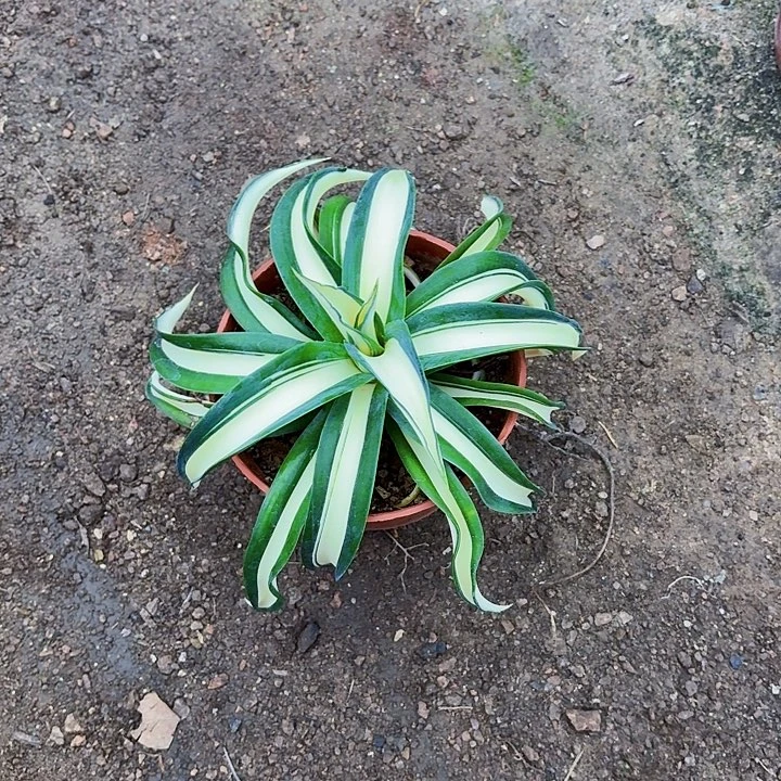 不***某完全开放鹦鹉嘴黄中斑