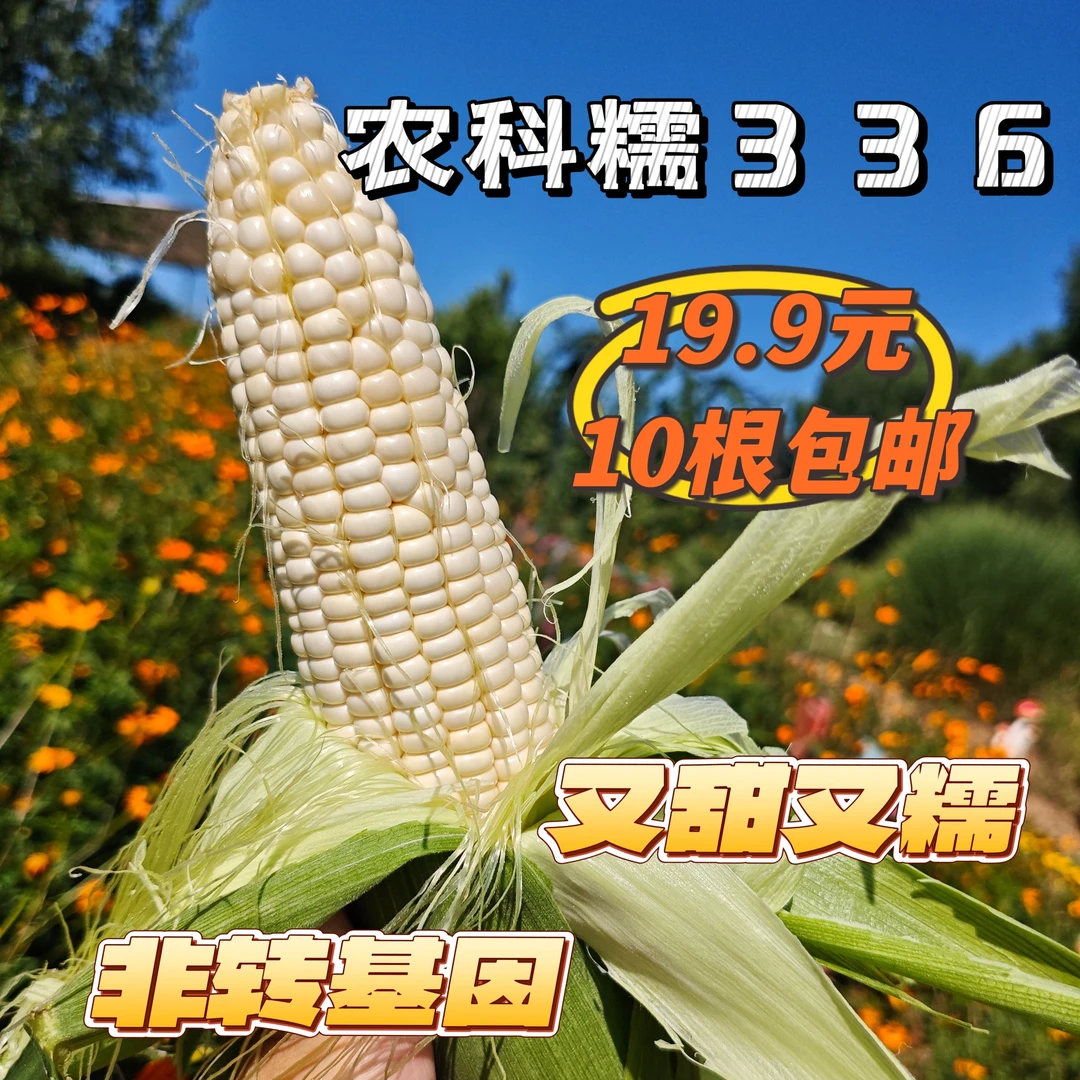 平谷本地农科糯336玉米甜糯粘好吃的玉米非转基因10根包邮