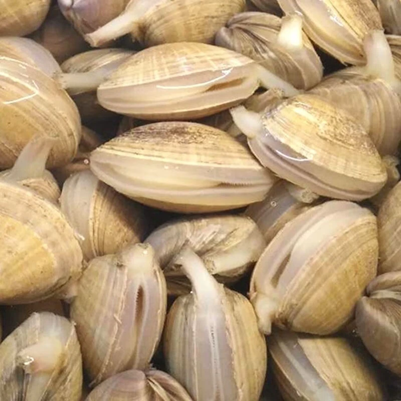 ［鲜活］丹东黄蚬子，黄蛤500克/份