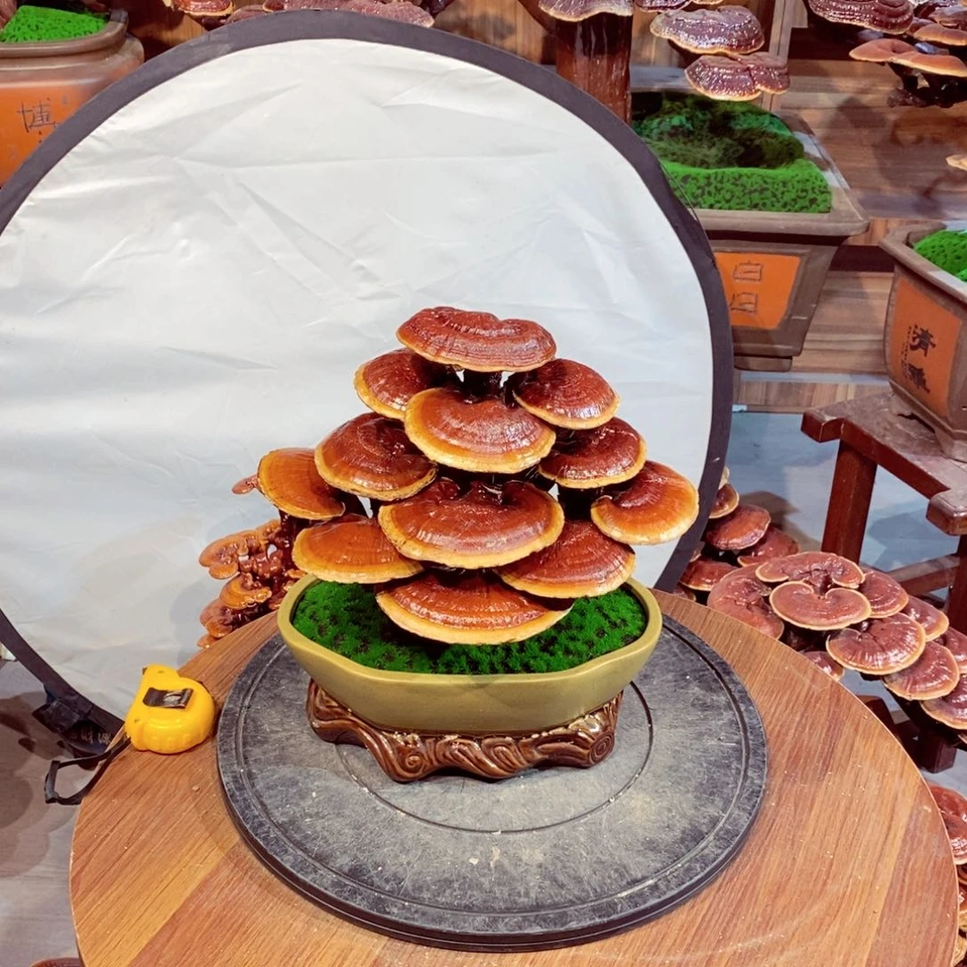 发财树发财树发财树