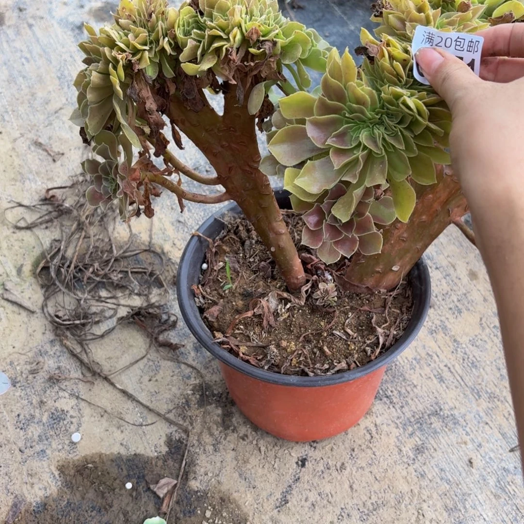 751多肉植物捧花的