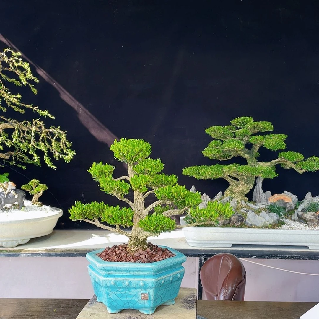 完全开放黄杨盆景四季常青