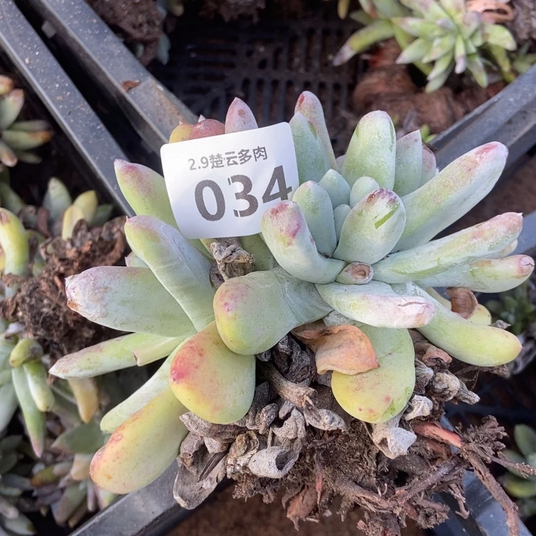 琼034多肉植物啦啦啦