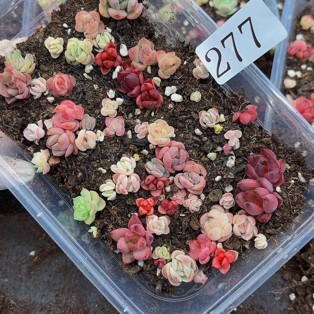 多肉植物多肉植物277