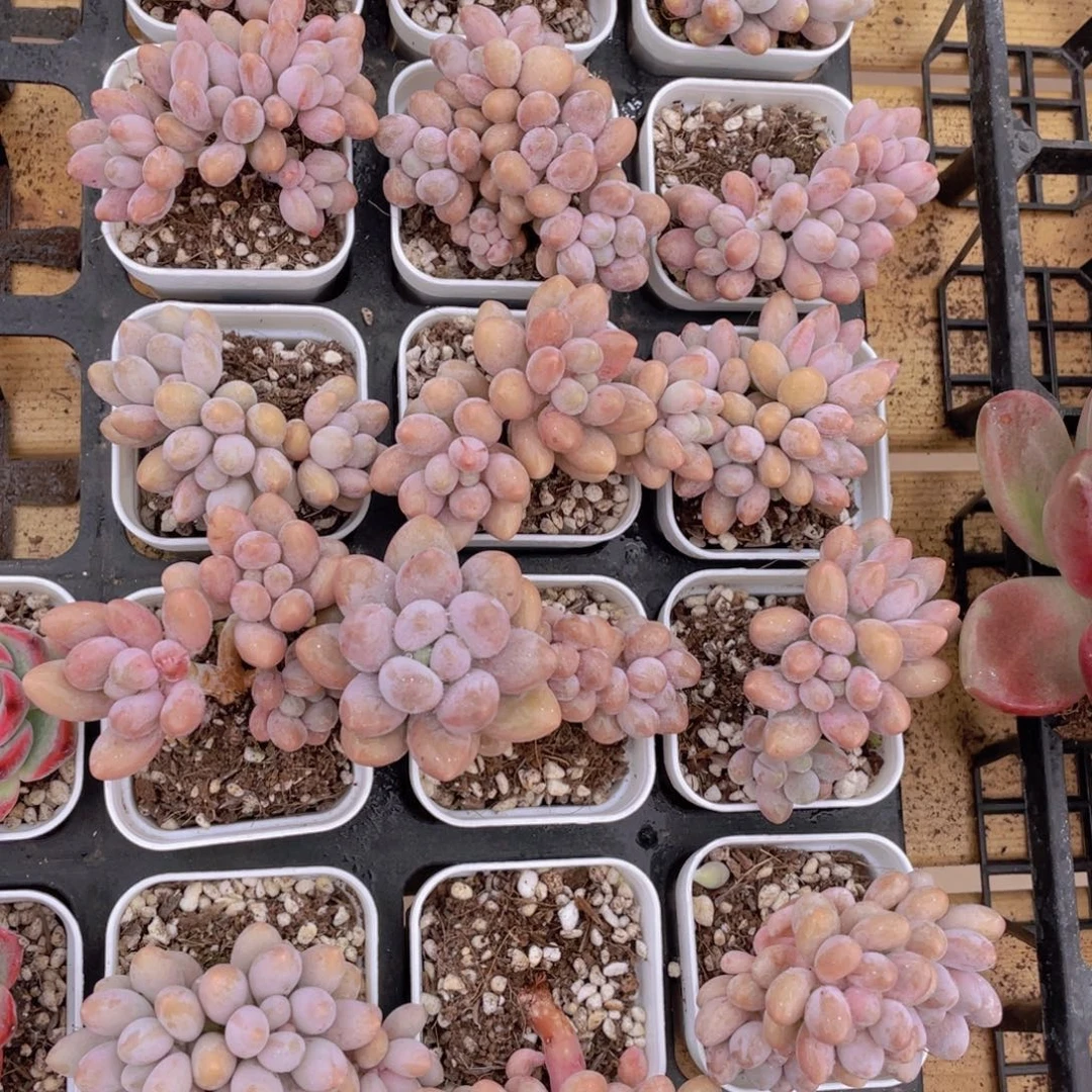 1293号 汤圆小群生一个