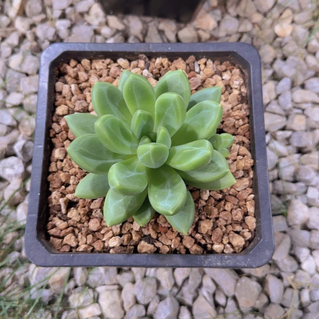 x 系多肉植物 0000