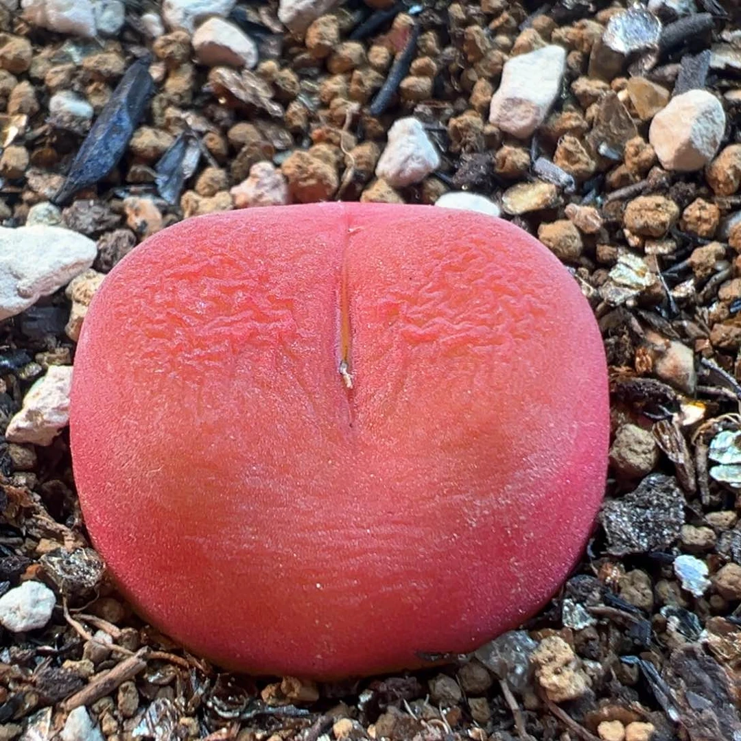 66多肉植物百科水蜜桃1430.5