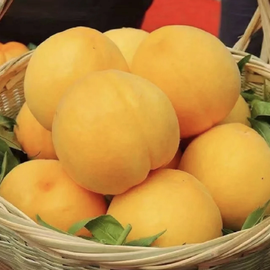 【福利款】湖南炎陵锦绣红心黄桃新鲜现摘应季脆香甜孕妈妈脆甜桃