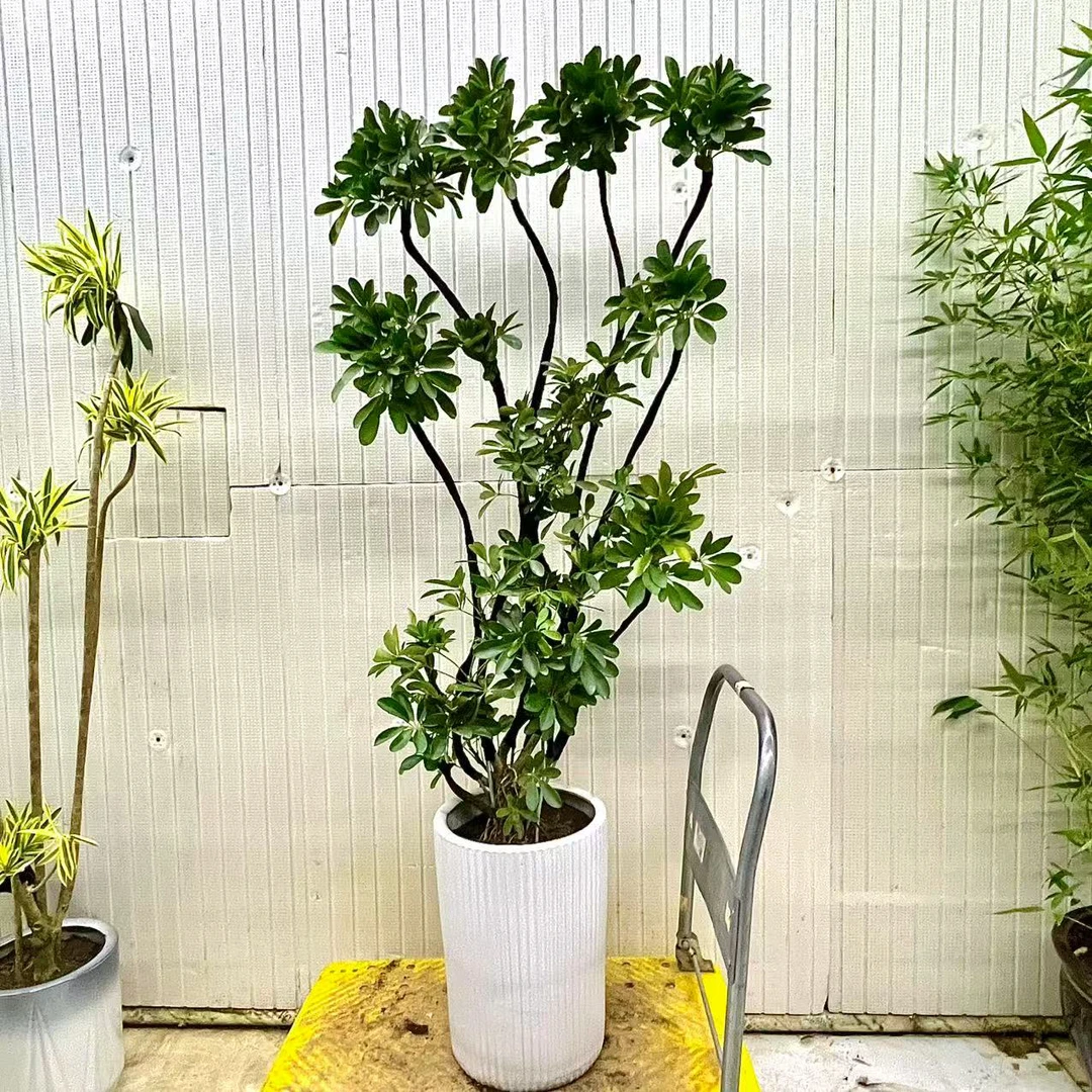 造型鸭脚木招财树八方来财1盆