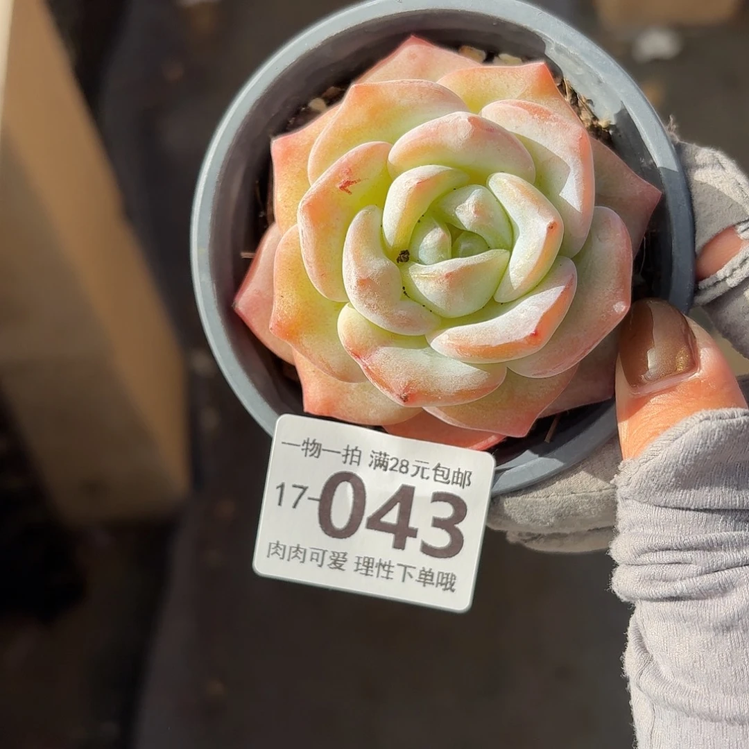 泡芙奶茶无盆土发货无