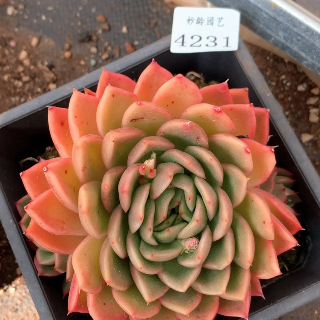4231杂交多肉植物