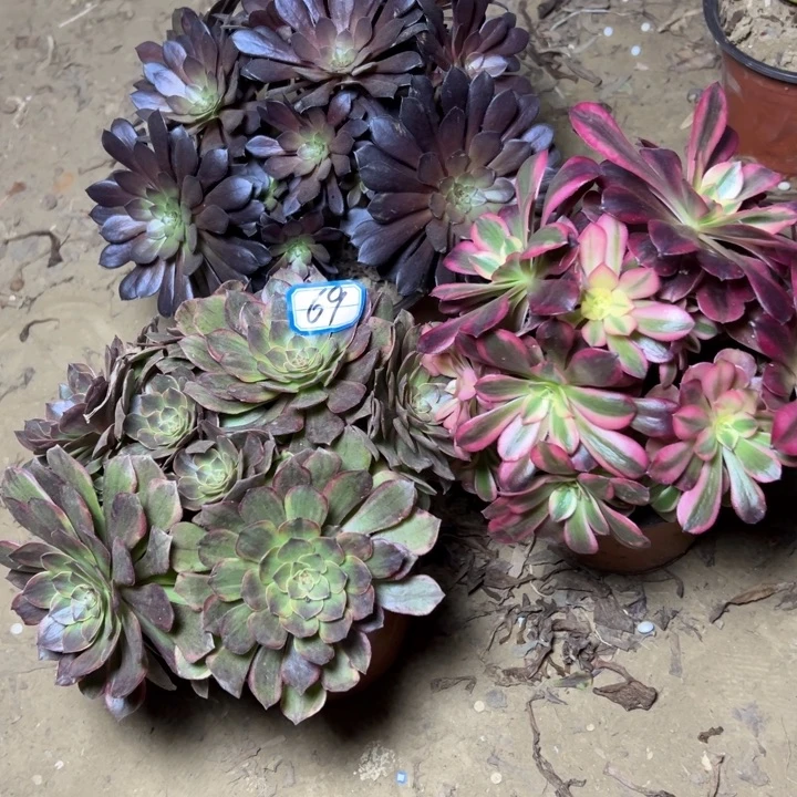 多肉植物砍过朵朵69