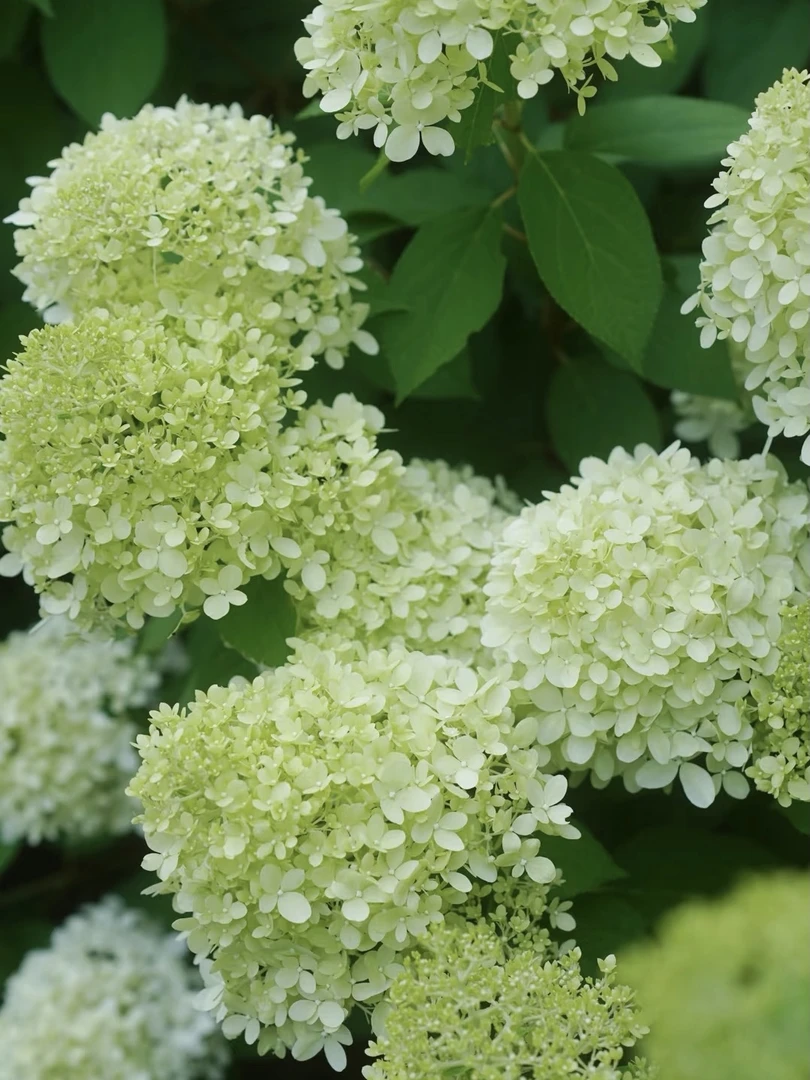 【2加仑石灰灯】圆锥绣球网红经典品种开花持续数月皮实好养低维护