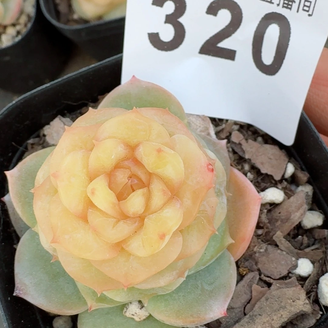 童话         多肉植物