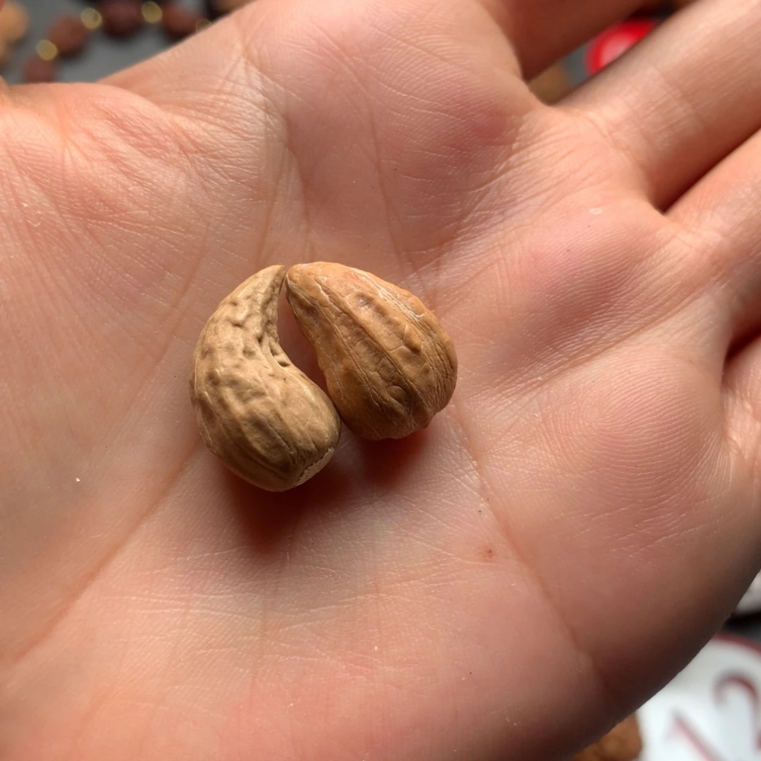 选***。核桃125东北秋子异型