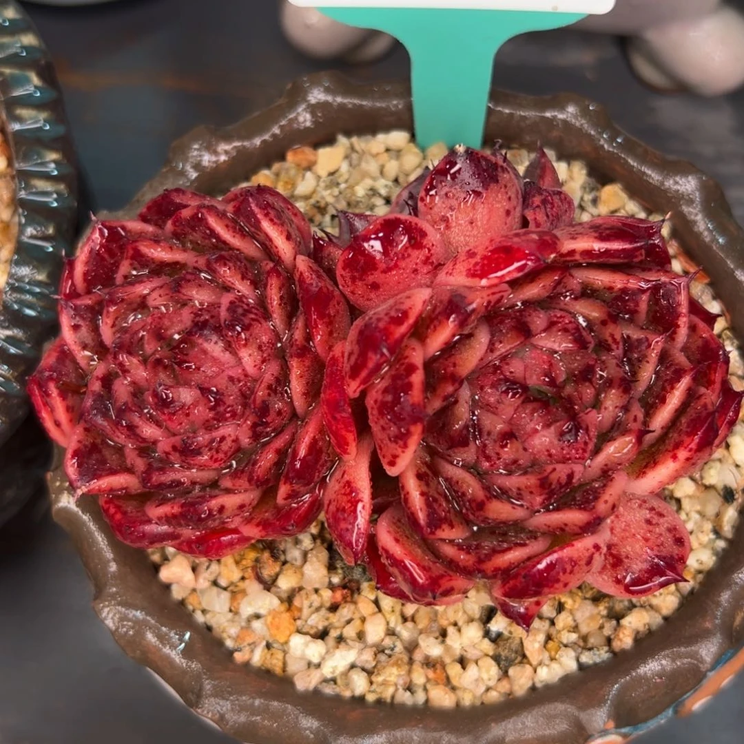 多肉一物一拍0310-156