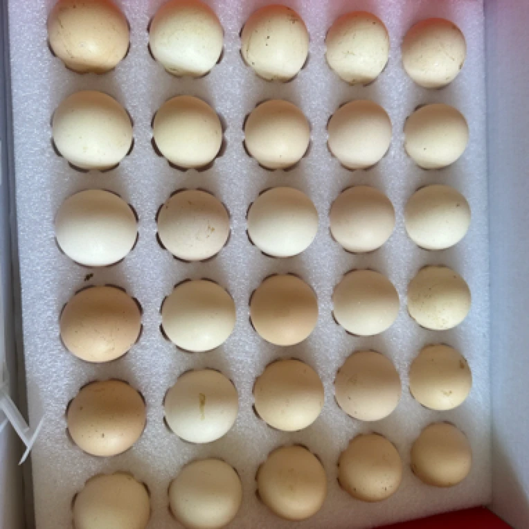 泰和乌鸡蛋 口感细腻 不卡喉不噎喉