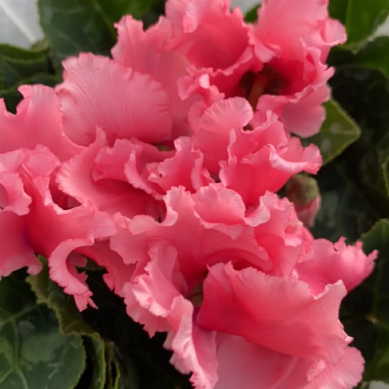 （皱边海棠红）仙客来盆栽（不要换盆）零度以下不拍保温不售后