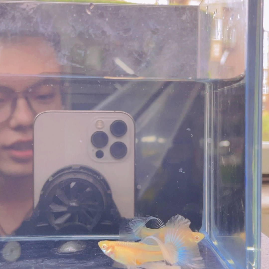 孔雀鱼蓝白绣球两对