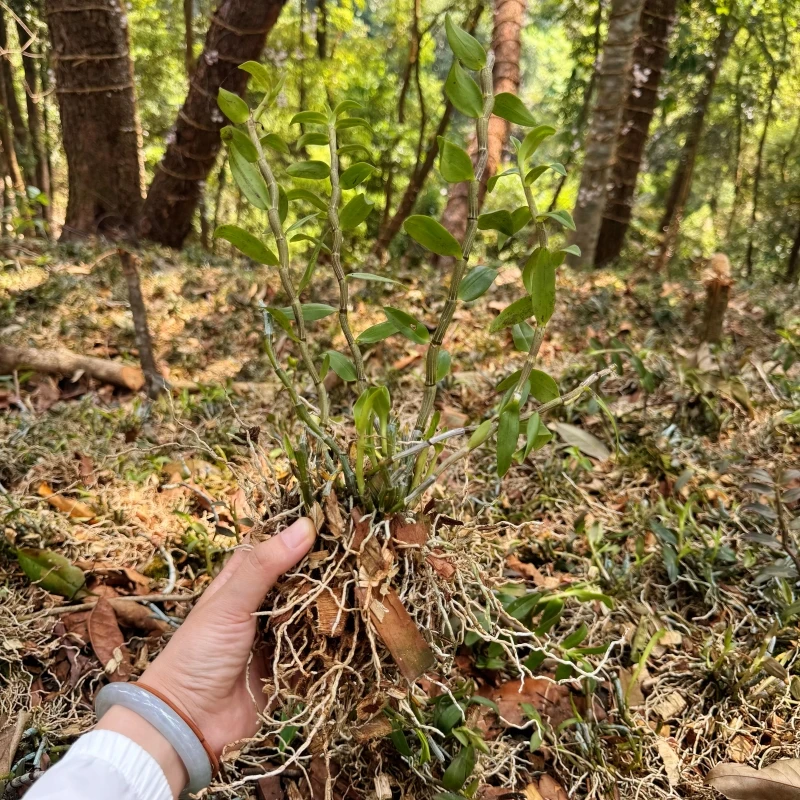 正宗云南南斛苗包邮原产地直发带根铁皮石斛苗盆栽种植快递配送