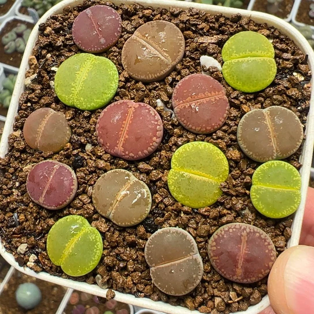 Ko组合带盆多肉百科6