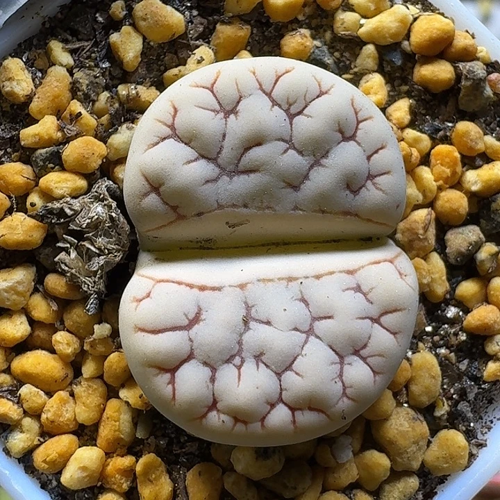 生石花1111111。   819