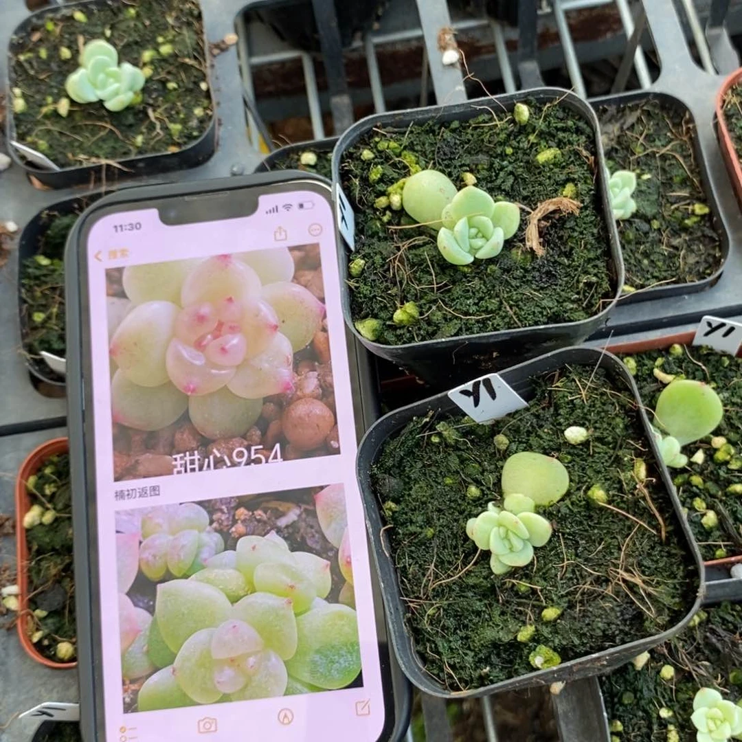 上盆甜心y1苗一个