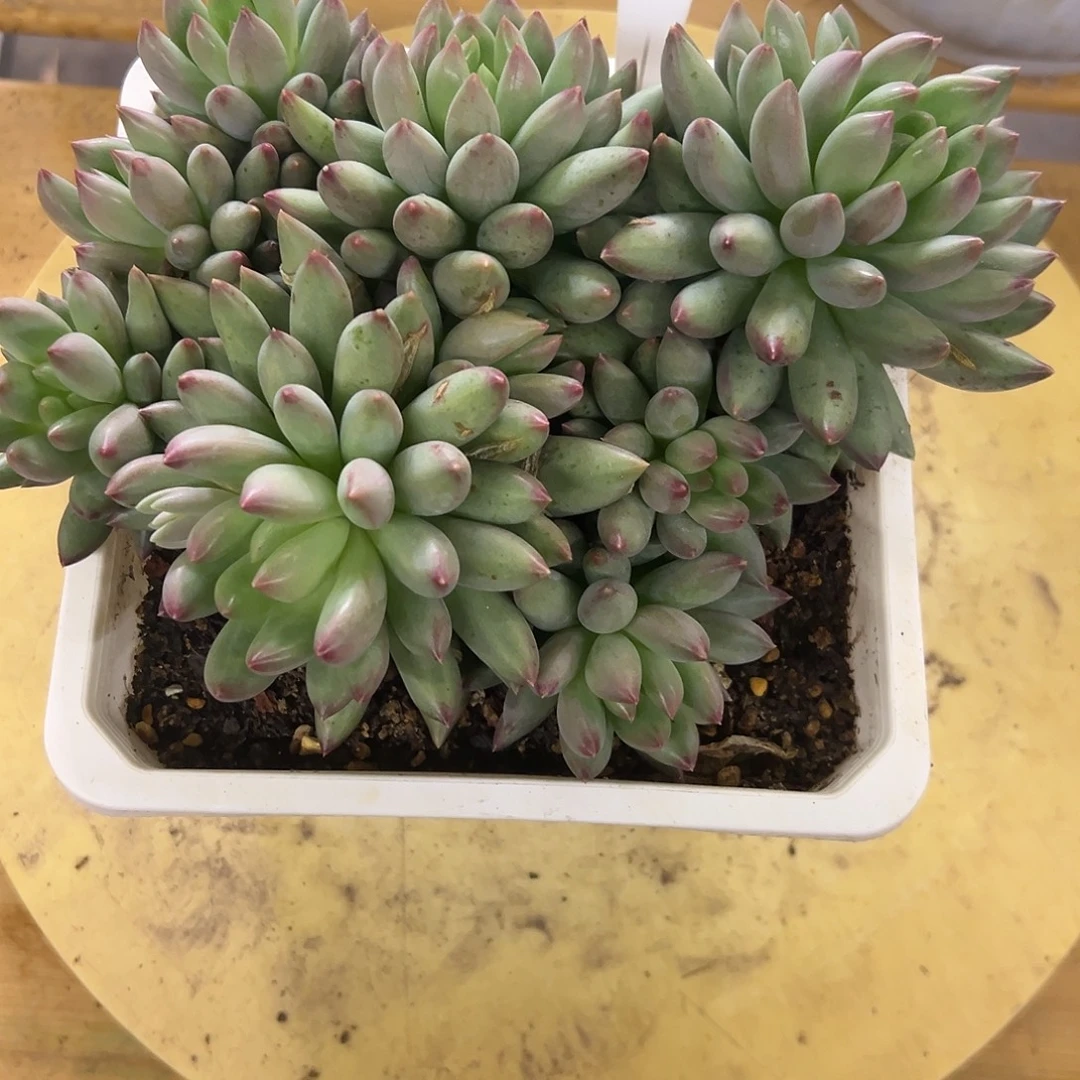 15岩字。 多肉。