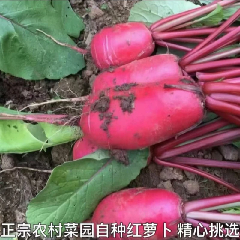 湘西农家红皮萝卜