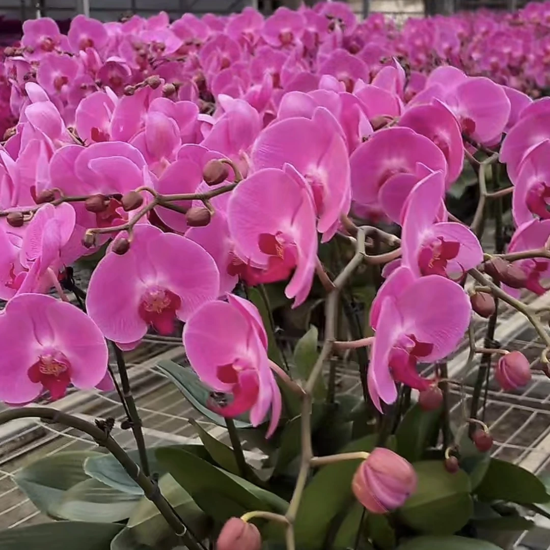 粉蜜桃蝴蝶兰 年宵花盆栽花卉多年生室内阳台易养护爆花强