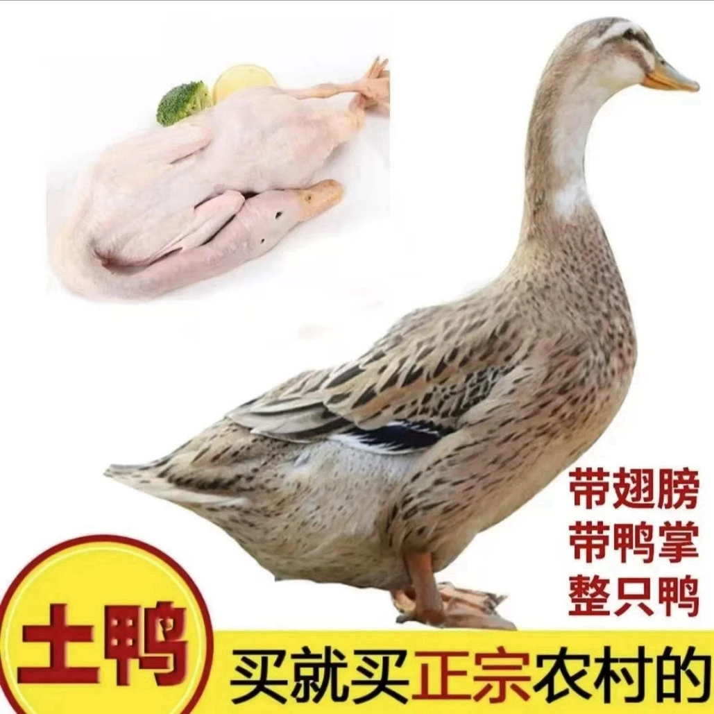 农家放养土鸭京东顺丰冷链发货可红烧炖汤